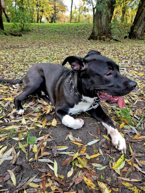 Elbląg Dzień dobry, do oddania piesek, samiec. W typie amstaff. Posiada aktualne szczepienia. Ma rok czasu, załatwia