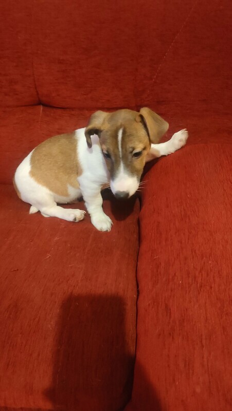 Elbląg Jack Russell terrier piesek ma 3 miesiące szuka nowego domku