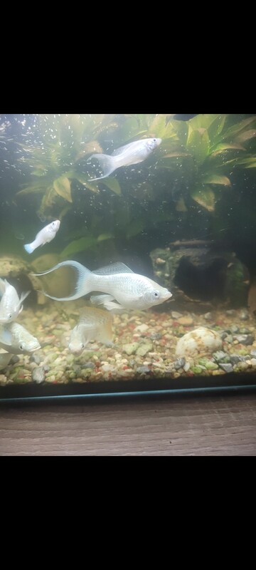 Elbląg Może ktoś jest zainteresowany molinezjami rozne wielkosci? Różne najwięcej srebrzystych(białych) kilka złotych