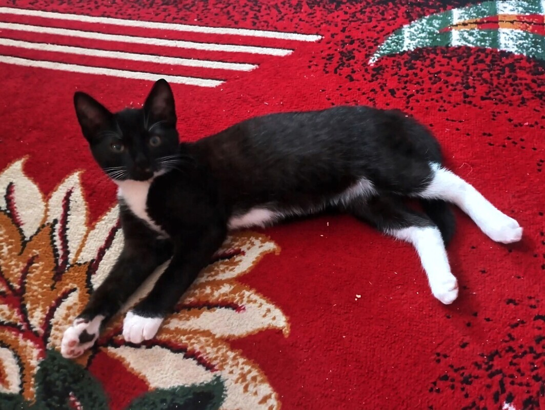 Elbląg Poszukuję domku dla kotka. # dni temu rozstałam się z partnerem bo mnie pobił i powiedział że wyrzuci kota