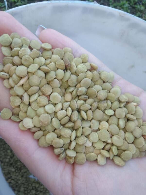 Elbląg Witam sprzedam owies z soczewicą na pasze lub do celów energetycznych 500 zł /t 14 -500 Braniewo 728-704-506