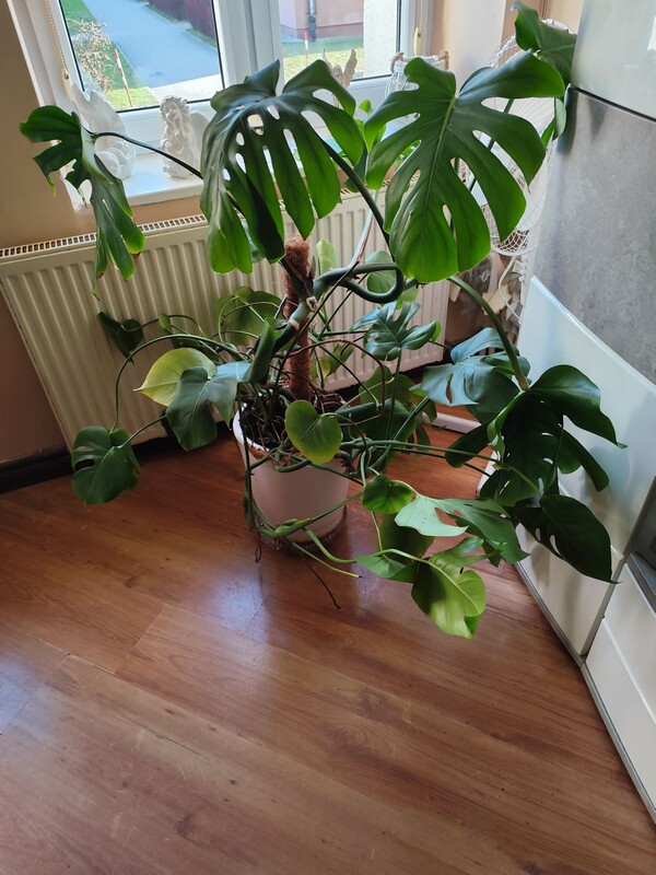 Elbląg Sprzedam Monstere