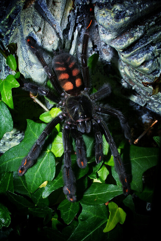 Elbląg Witam. Sprzedam:
- Samica Psalmopeus Irmina 
~5.5dc 
200 zl. 
Odbiór osobisty Elbląg.