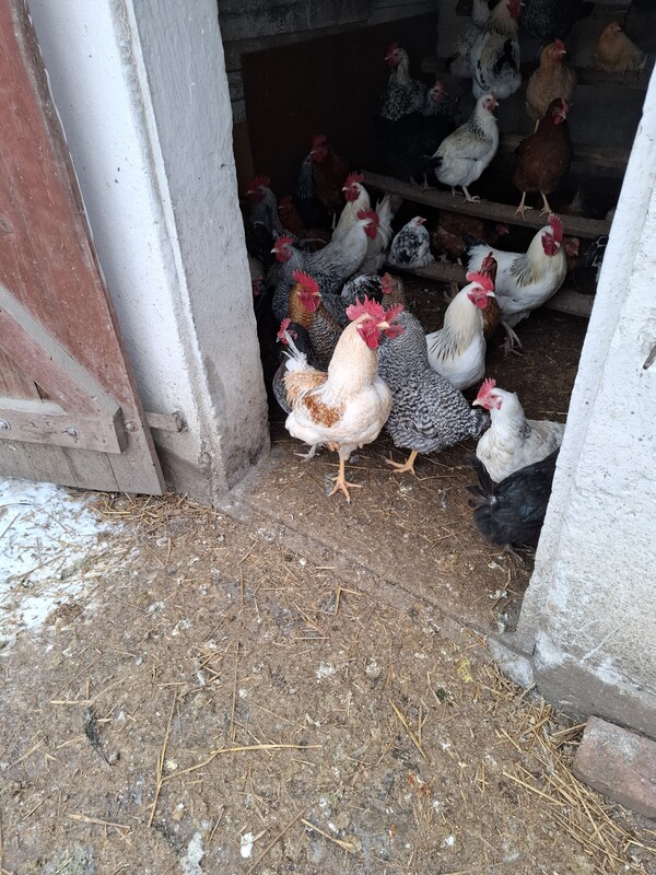 Elbląg Sprzedam koguty z czerwca zeszłego roku do dalszego chowu lub na rosół jeśli nie odbieram proszę sms oddzwonie