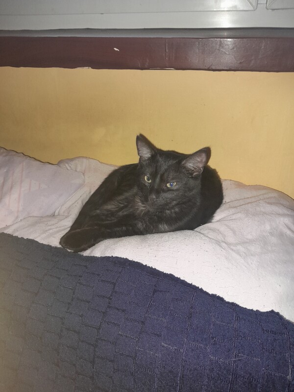 Elbląg Znaleziono kotka wczoraj przy ulicy Słonecznej koło godziny 23.