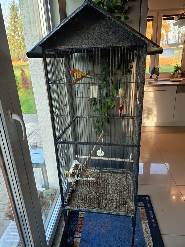 Elbląg Sprzedam klatkę z kanarkami o wymiarach 160 na 52 na 52 cm. Odbiór osobisty.