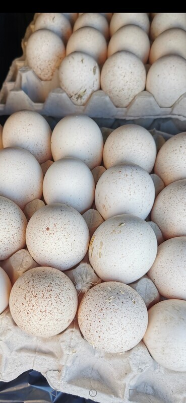 Elbląg Sprzedam jajka indyczek
Wieksze od kurzych i bardziej wartościowe
Z wolnego wybiegu
Cena 1 złoty za sztukę a