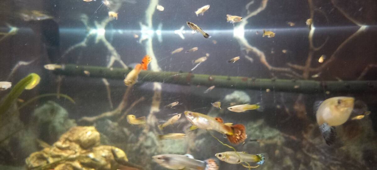 Elbląg Sprzedam gupiki!
Sprzedam młode gupiki (4 samce reszta samice) 1 zł za sztukę. Piękne intensywne kolory. 
Po