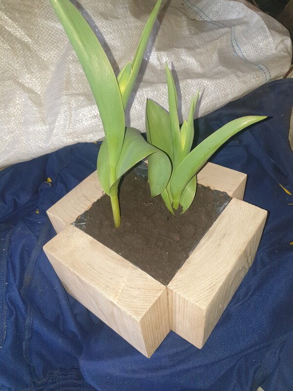 Elbląg Sprzedam doniczkę drewnianą wym 22x22x10 plus gratis tulipany