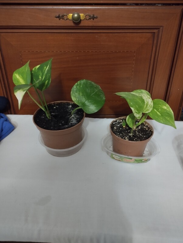 Elbląg Sprzedam sadzonkę epipremnum złociste. Cena 8 zł. /sztuka