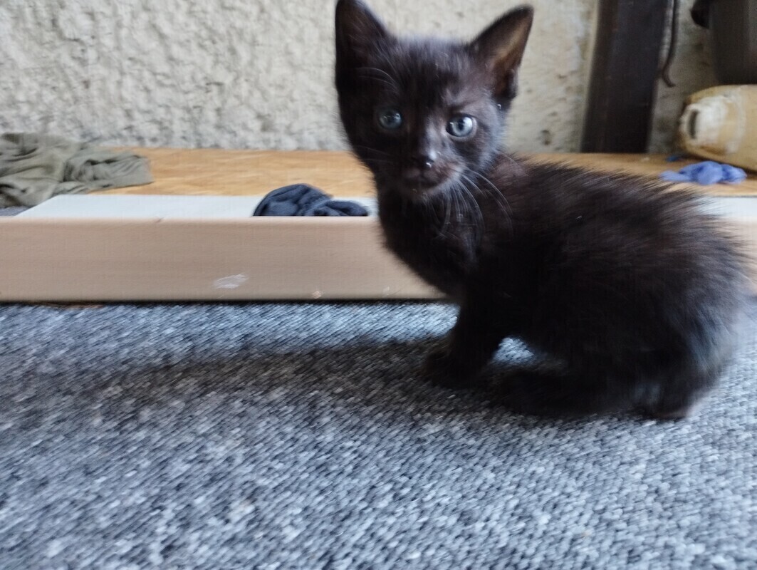 Elbląg Witam, szukam domu dla 2 braci czarnych kocurków. Kociaki mają 2,5 miesiąca, korzystają z kuwety, są