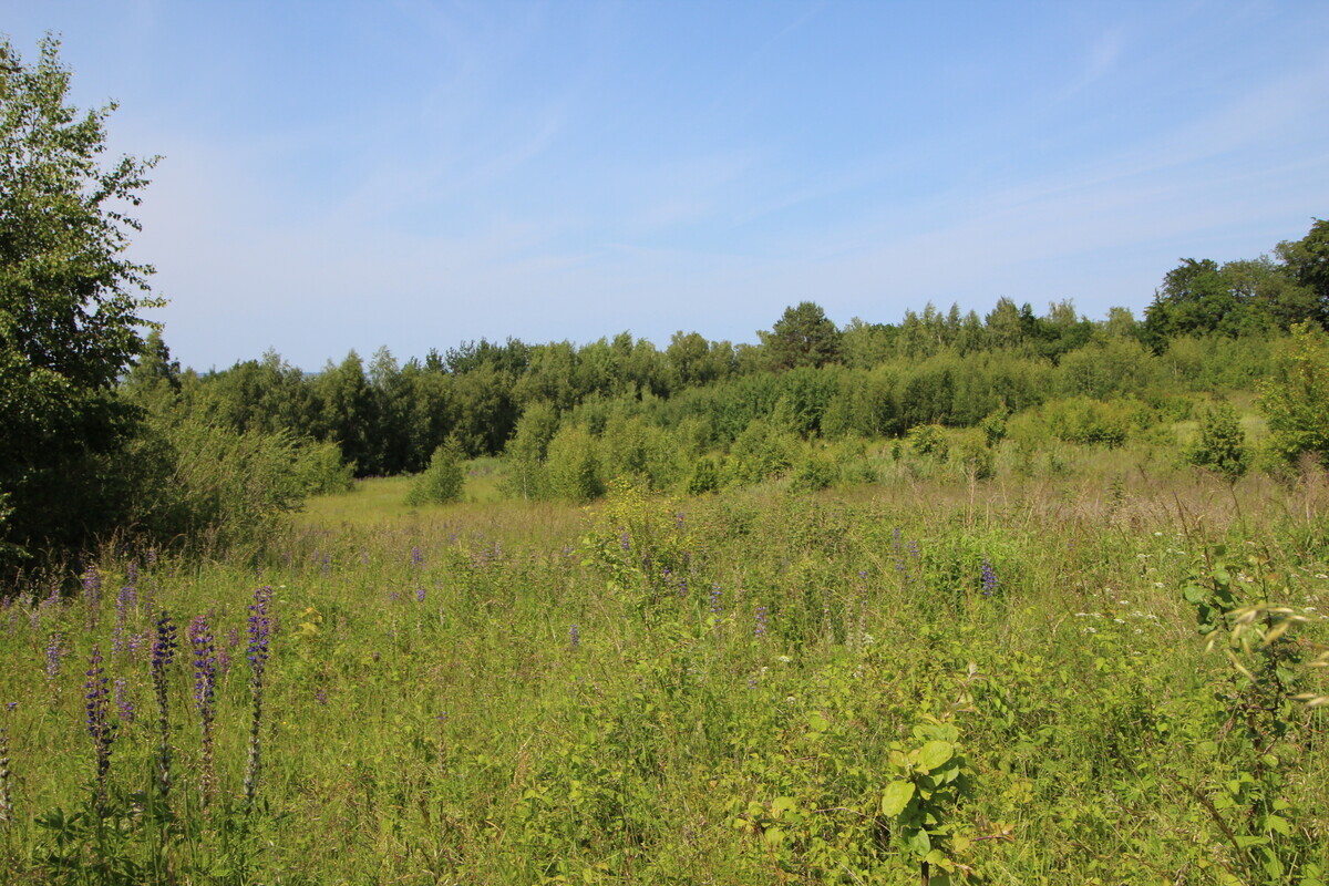 Elbląg NIERUCHOMOŚCI ANNA KRASZEWSKA&nbsp; Działki w miejscowości Suchacz, gm. Tolkmicko&nbsp; &nbsp; W&nbsp; pobliżu