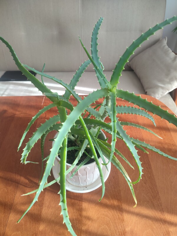 Elbląg Sprzedam aloes