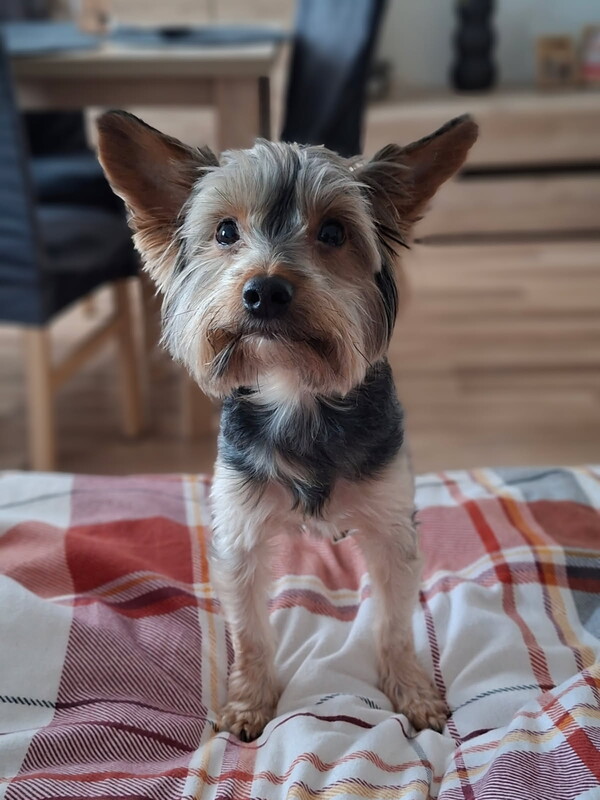 Elbląg Szukam dobrego domku dla pieska yorka proszę o poważne telefony. Piesek jest kochany nauczony domowego życia,