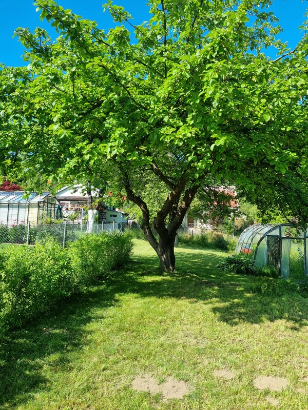 Elbląg 🌳 Działka ROD Bielany Wzgórze 🌞