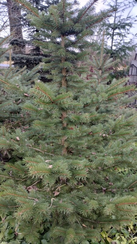 Elbląg Witam mam na sprzedaż choinki na święta, drzewka rosną od początku w doniczkach w ziemi. Są to drzewka Świerk
