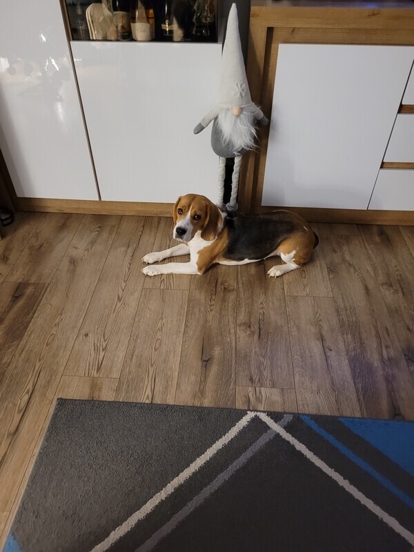 Elbląg Oddam za darmo suczke rasy Beagel, pies ma 3 lata. Pies nie nadaję się do domu z dziećmi.