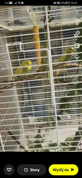 Elbląg Sprzedam papugi faliste wraz z klatką. 
Dwa samce i dwie samice, dwa kolory niebieskie i żółte. Urodzone w