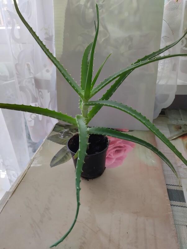 Elbląg Sprzedam aloes.