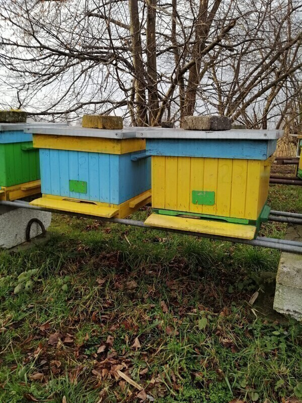 Elbląg Sprzedam 15 uli wielkopolskich z rodzinami pszczelimi.