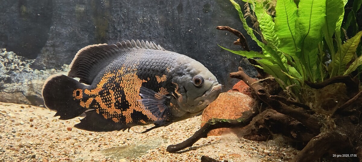 Elbląg sprzedam pielegnice pawiooka red oscar ok.25cm lub zamienie celem dobrania pary. dzwonic po 15 tej.