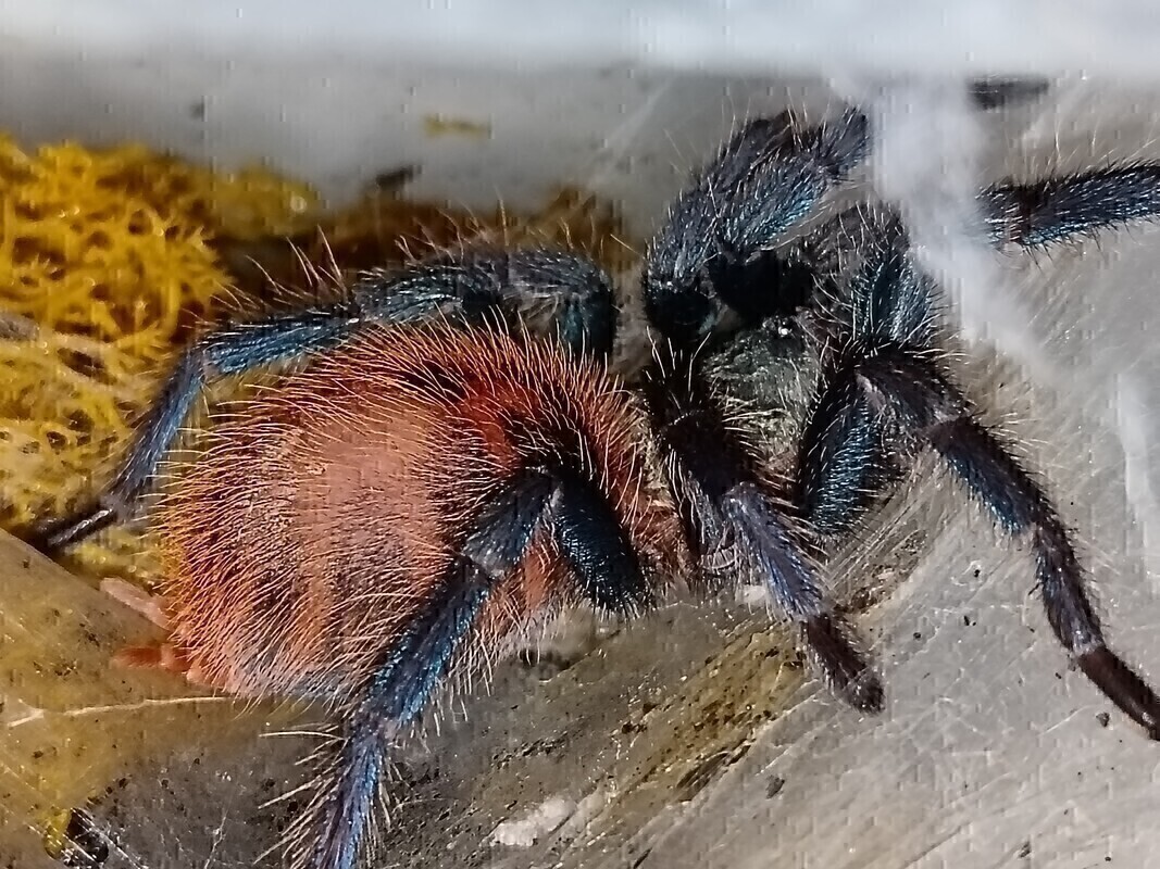 Elbląg Witam. Sprzedam cześć hodowli.
Parahybana ok 6 dc samica 200 zl
P. Cambridgei L6 ns 60 zl
A. Geniculata ok