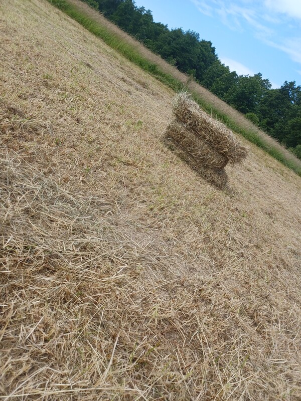 Elbląg Sprzedam siano w kostkach, pierwszy pokos, siano bardzo ładne, suche pachnące pod dachem.