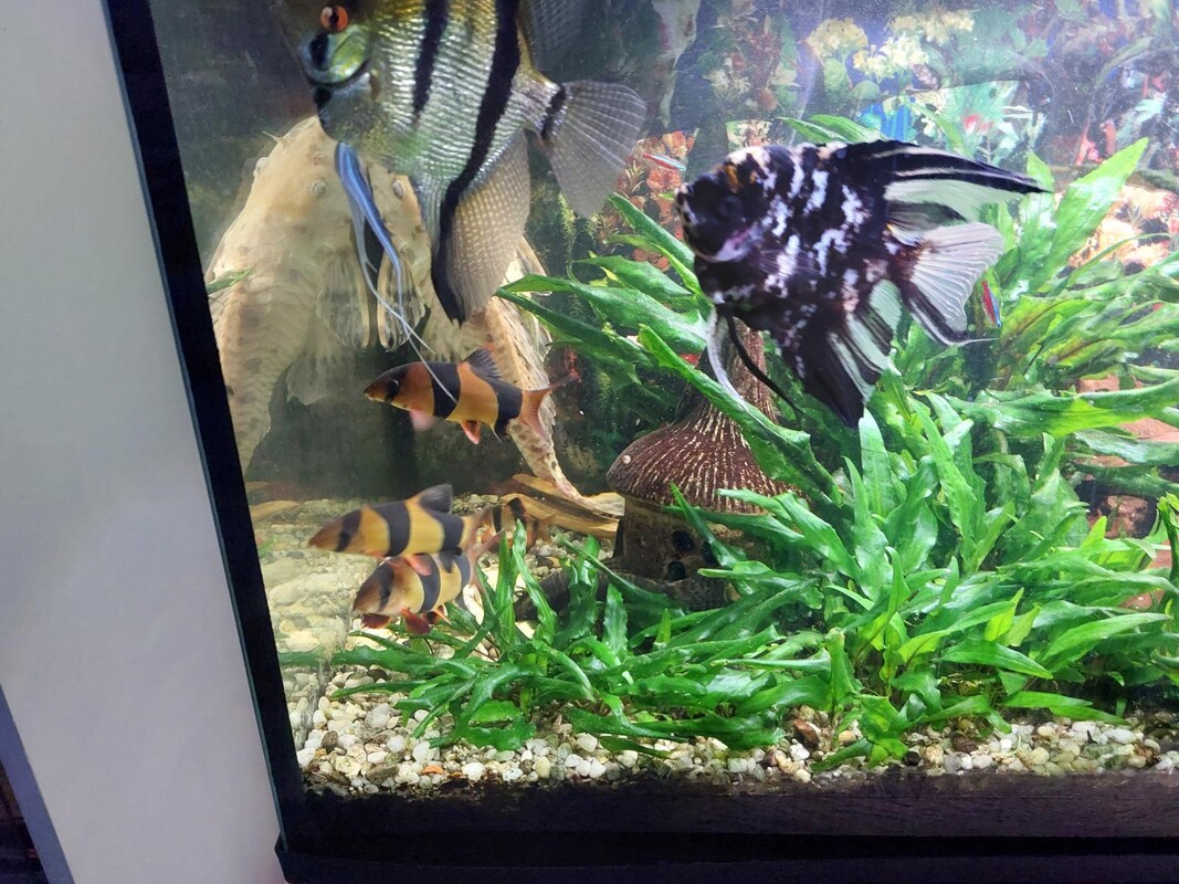 Elbląg Sprzedam skalary szt. 3
bocje wspaniałe szt. 6 gurami mozaikowe szt. 3 oraz Ogółem 240 zł