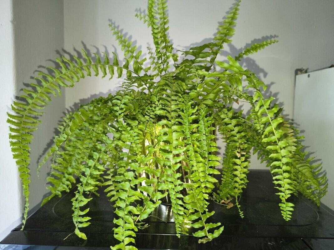 Elbląg Kwiat paproci 15zl