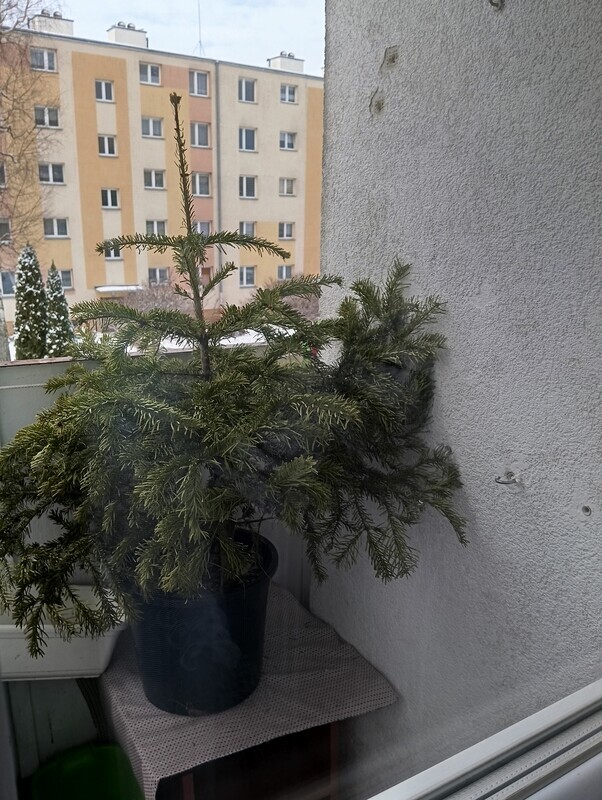 Elbląg Witam mam choinkę nie kłująca z w doniczce z korzeniem może ktoś chce na działkę bo piątek wykonuje na