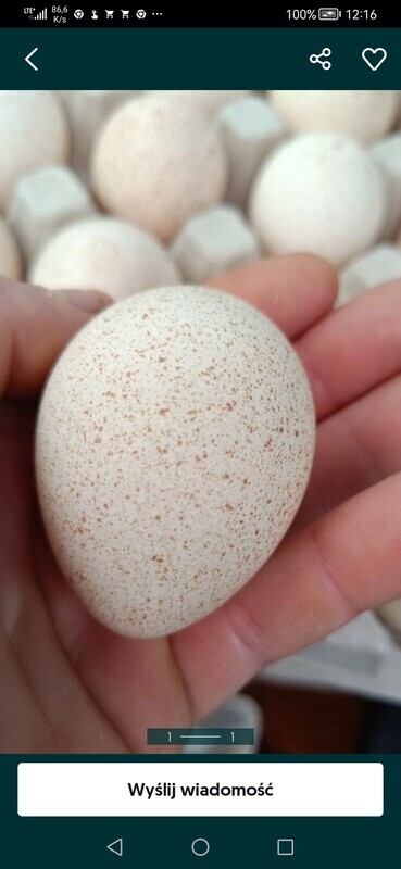 Elbląg Sprzedam jajka indyczek
Wieksze od kurzych i bardziej wartościowe
Z wolnego wybiegu
Cena 1 złoty za sztukę
Przy