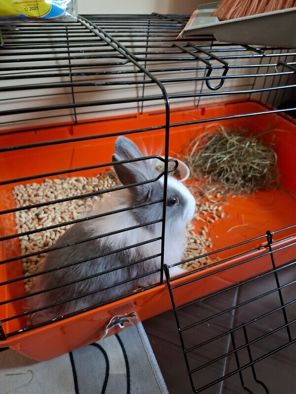 Elbląg Oddam młodego krolika bez klatki