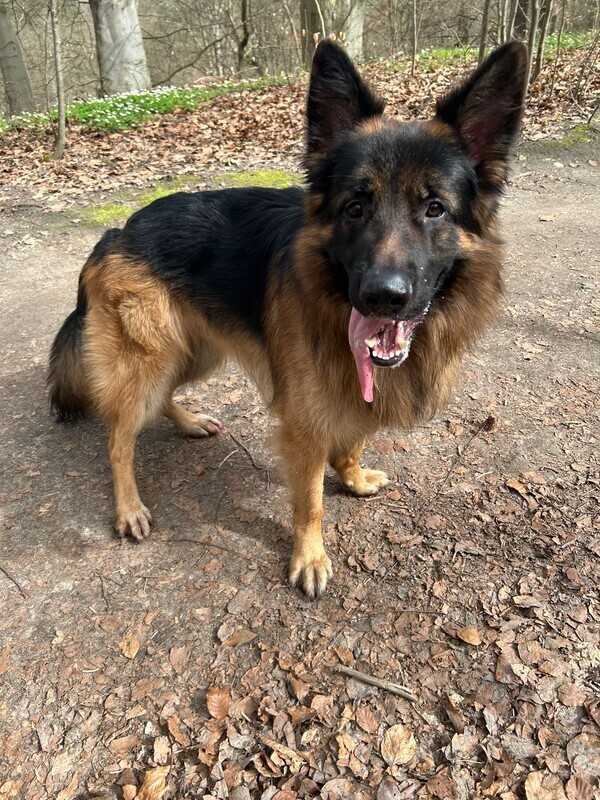 Elbląg Oddam Owczarka niemieckiego z Rodowodem najlepiej do domu lub na wieś nie do mieszkania. .. Owczarek ma 4 lata