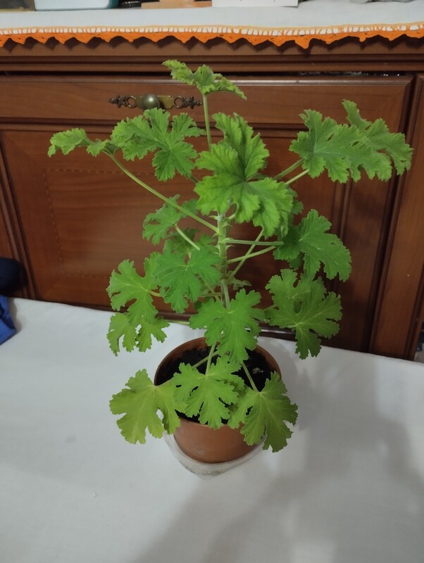 Elbląg Sprzedam anginkę-geranium. Cena 15 zł. Ta roślinka ma właściwości m. in. przeciwzapalne, przeciwbakteryjne,