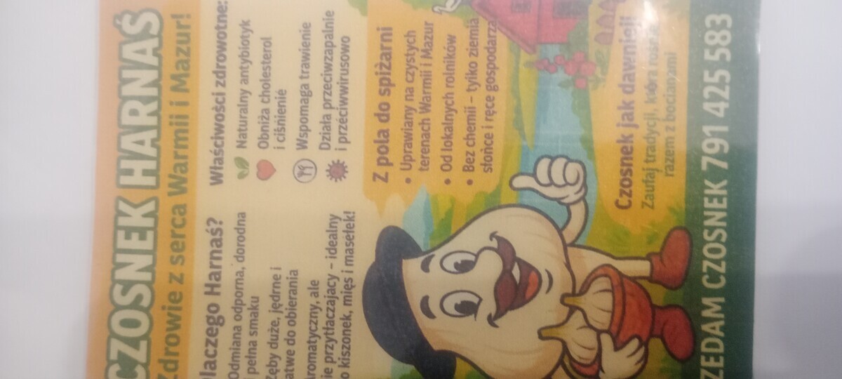 Elbląg Czosnek Harnaś ozimy
Z własnej uprawy bez chemii
Uprawa
Janowo przy rzece Nogat
Odbiór osobisty w Elblągu 
lub