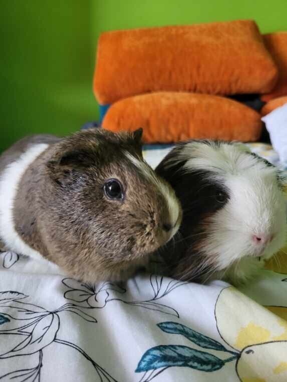 Elbląg Oddam swinki morskie razem
Bez klatki