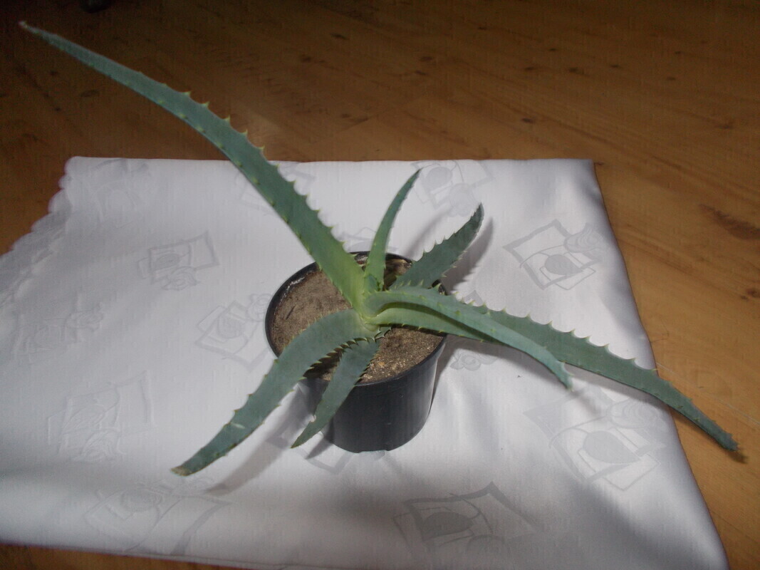 Elbląg ODDAM ZA DUŻĄ KAWĘ MIELONĄ
8 MAŁYCH DONICZEK Z UKORZENIONYM ALOESEM
ROŚLINA LECZNICZA, SZYBKO SIE