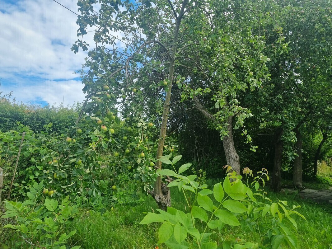Elbląg Sprzedam działkę ROD przy ul. Kościuszki 46 Powierzchnia: 330 mkw | Prąd | Przyczepa kempingowa | Drewniany