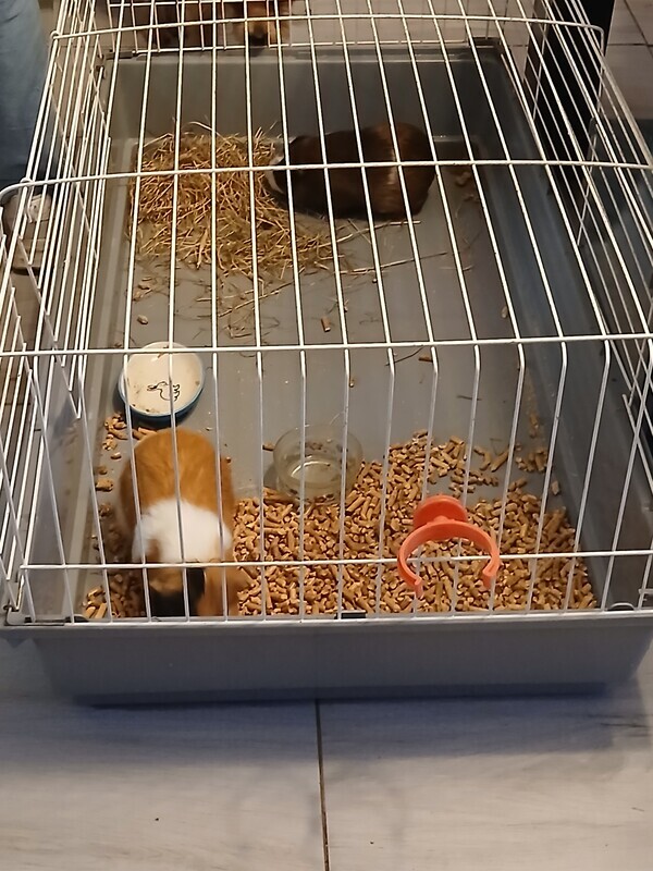 Elbląg Witam ma na sprzedaż 2 swinki morskie z całym wyposażeniem 150zl. .. ponieważ córka się nimi przestała