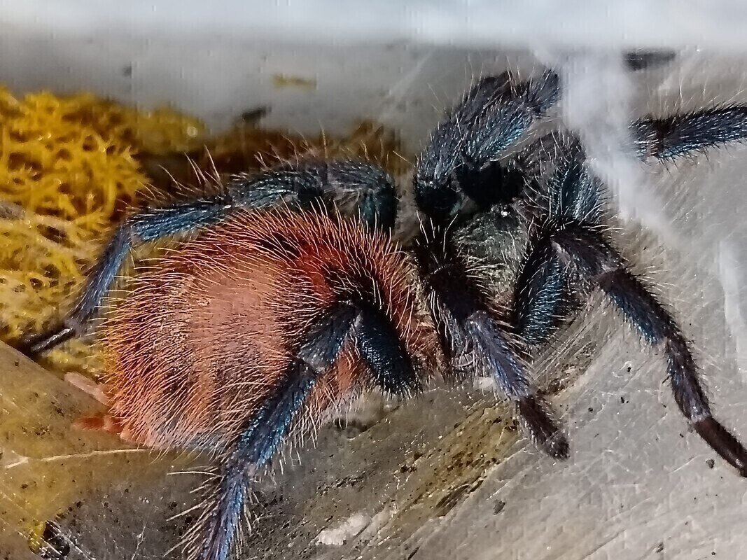 Elbląg Witam. Sprzedam cześć hodowli.
Parahybana ok 6 dc samica 200 zl
P. Cambridgei L6 ns 60 zl
A. Geniculata ok