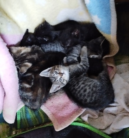 Elbląg Witam, szukam dla przemiłych puszystych kuleczek kochającego domu, osób które naprawdę pokochają i dadzą ciepły
