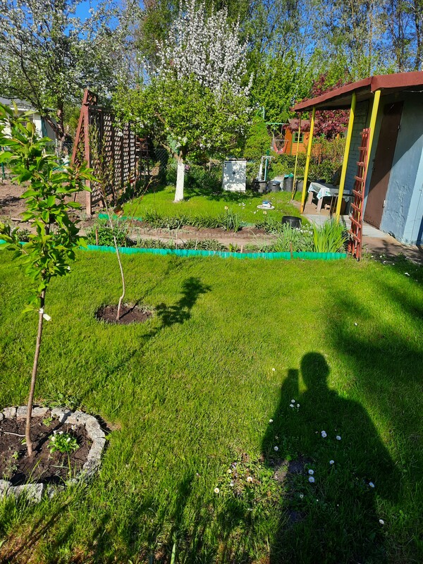 Elbląg Sprzedam działkę rod im. Kopernika na ul. Debowej, o powierzchni 300m², murowana altanka, wiata pod grilla