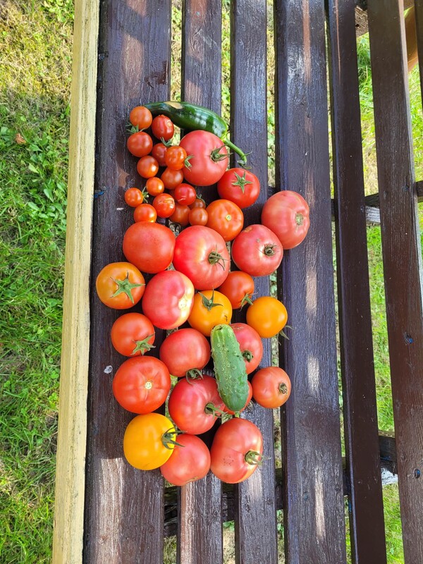 Elbląg Działka Rod- Dojazd autem pod działkę