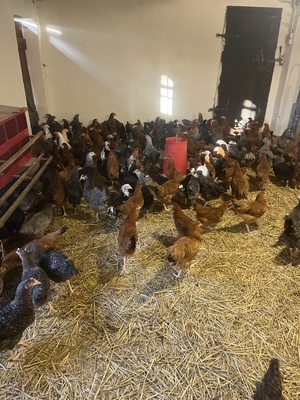 Elbląg Kury nioski rossa