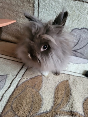 Elbląg Oddam krolika. Ma roczek. 
Samiec, łagodny 
Bez klatki