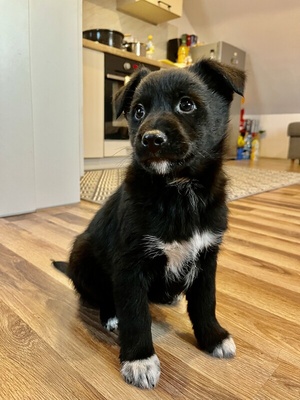 Elbląg Oddam 8 piesków: suczki i pieski. Mają 8 tygodniu. Matka czarna z białą łatką sięga ponad kolano.