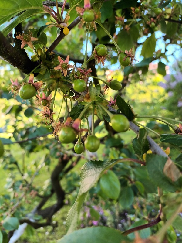 Elbląg Sprzedam dom jednorodzinny w zabudowie bliźniaczej na ul. Narutowicza. Najbardziej pożądana lokalizacja w
