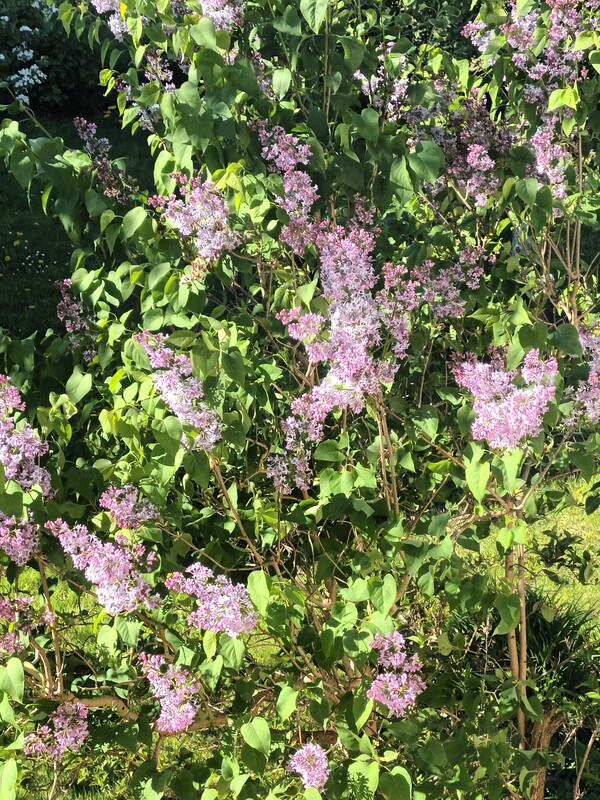 Elbląg Sprzedam dom jednorodzinny w zabudowie bliźniaczej na ul. Narutowicza. Najbardziej pożądana lokalizacja w