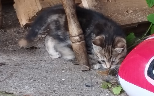Elbląg Witam, szukam dla przemiłych puszystych kuleczek kochającego domu, osób które naprawdę pokochają i dadzą ciepły