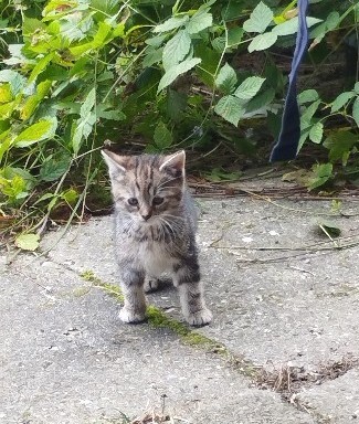 Elbląg Witam, szukam dla przemiłych puszystych kuleczek kochającego domu, osób które naprawdę pokochają i dadzą ciepły